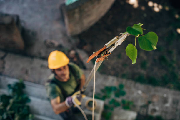 Best Root Management and Removal  in Rockford, MN